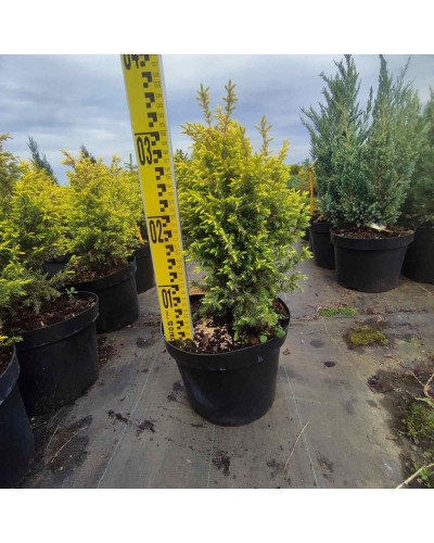 Ялівець звичайний Голд Кон | Juniperus communis Gold Cone | Можжевельник обыкновенный Голд Кон