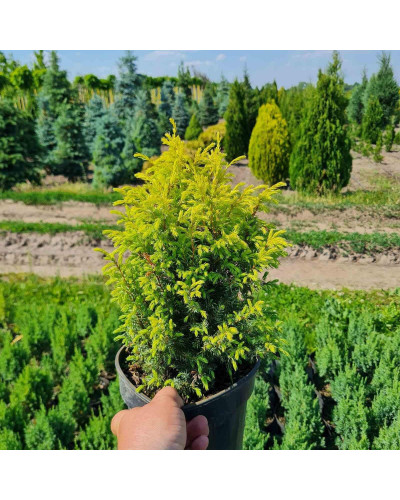 Ялівець звичайний Голд Кон | Juniperus communis Gold Cone | Можжевельник обыкновенный Голд Кон