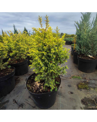 Ялівець звичайний Голд Кон | Juniperus communis Gold Cone | Можжевельник обыкновенный Голд Кон