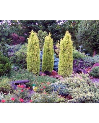 Ялівець звичайний Голд Кон | Juniperus communis Gold Cone | Можжевельник обыкновенный Голд Кон