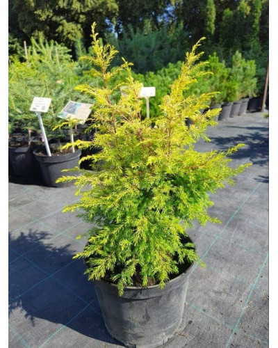 Ялівець звичайний Голд Кон | Juniperus communis Gold Cone | Можжевельник обыкновенный Голд Кон