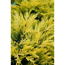 Ялівець горизонтальний Лаймглоу | Juniperus horizontalis Limeglow | Можжевельник горизонтальный Лаймглоу