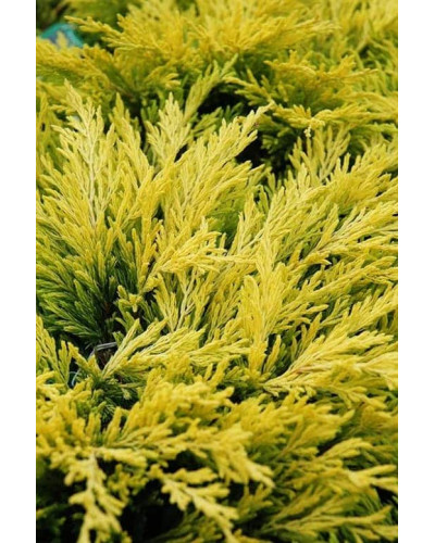 Ялівець горизонтальний Лаймглоу | Juniperus horizontalis Limeglow | Можжевельник горизонтальный Лаймглоу