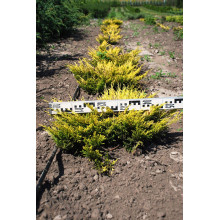 Ялівець горизонтальний Лаймглоу | Juniperus horizontalis Limeglow | Можжевельник горизонтальный Лаймглоу