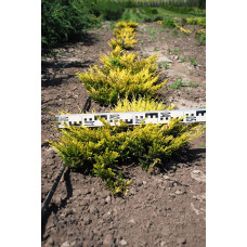 Ялівець горизонтальний Лаймглоу | Juniperus horizontalis Limeglow | Можжевельник горизонтальный Лаймглоу