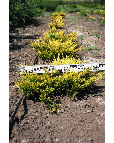 Ялівець горизонтальний Лаймглоу | Juniperus horizontalis Limeglow | Можжевельник горизонтальный Лаймглоу