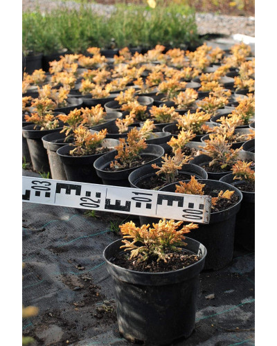 Ялівець горизонтальний Лаймглоу | Juniperus horizontalis Limeglow | Можжевельник горизонтальный Лаймглоу