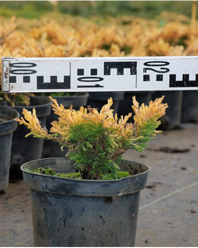 Ялівець горизонтальний Лаймглоу | Juniperus horizontalis Limeglow | Можжевельник горизонтальный Лаймглоу