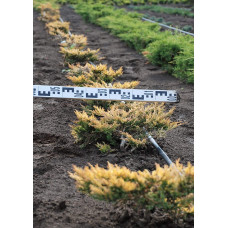 Ялівець горизонтальний Лаймглоу | Juniperus horizontalis Limeglow | Можжевельник горизонтальный Лаймглоу