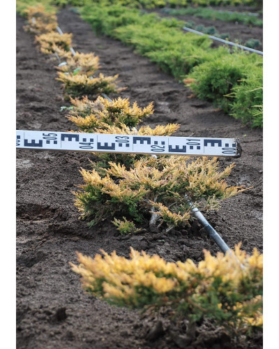 Ялівець горизонтальний Лаймглоу | Juniperus horizontalis Limeglow | Можжевельник горизонтальный Лаймглоу