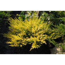 Ялівець горизонтальний Лаймглоу | Juniperus horizontalis Limeglow | Можжевельник горизонтальный Лаймглоу