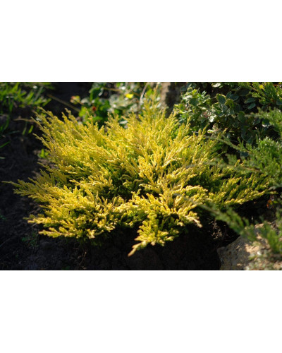 Ялівець горизонтальний Лаймглоу | Juniperus horizontalis Limeglow | Можжевельник горизонтальный Лаймглоу