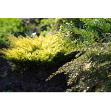 Ялівець горизонтальний Лаймглоу | Juniperus horizontalis Limeglow | Можжевельник горизонтальный Лаймглоу