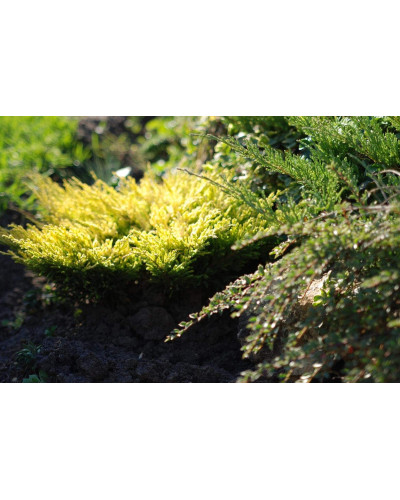 Ялівець горизонтальний Лаймглоу | Juniperus horizontalis Limeglow | Можжевельник горизонтальный Лаймглоу