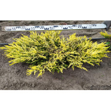 Ялівець горизонтальний Лаймглоу | Juniperus horizontalis Limeglow | Можжевельник горизонтальный Лаймглоу