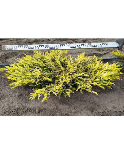 Ялівець горизонтальний Лаймглоу | Juniperus horizontalis Limeglow | Можжевельник горизонтальный Лаймглоу