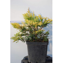 Ялівець горизонтальний Лаймглоу | Juniperus horizontalis Limeglow | Можжевельник горизонтальный Лаймглоу