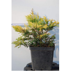Ялівець горизонтальний Лаймглоу | Juniperus horizontalis Limeglow | Можжевельник горизонтальный Лаймглоу