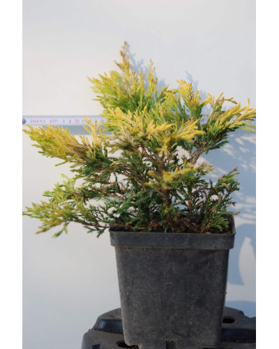 Ялівець горизонтальний Лаймглоу | Juniperus horizontalis Limeglow | Можжевельник горизонтальный Лаймглоу