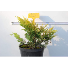 Ялівець горизонтальний Лаймглоу | Juniperus horizontalis Limeglow | Можжевельник горизонтальный Лаймглоу