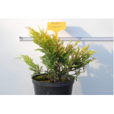Ялівець горизонтальний Лаймглоу | Juniperus horizontalis Limeglow | Можжевельник горизонтальный Лаймглоу