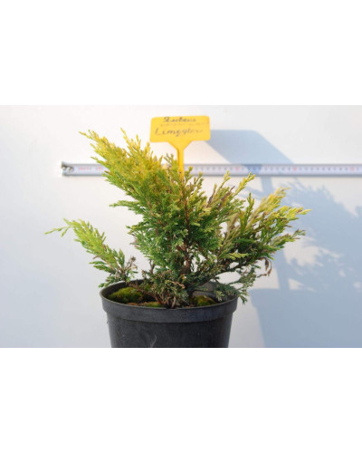 Ялівець горизонтальний Лаймглоу | Juniperus horizontalis Limeglow | Можжевельник горизонтальный Лаймглоу