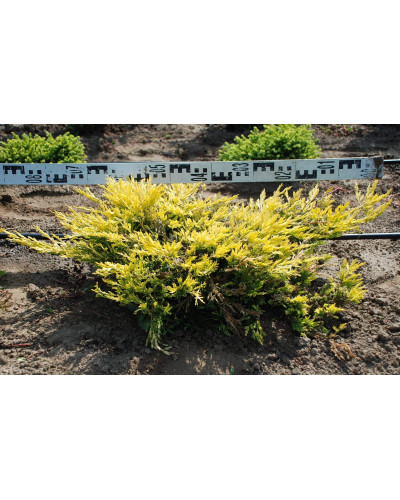 Ялівець горизонтальний Лаймглоу | Juniperus horizontalis Limeglow | Можжевельник горизонтальный Лаймглоу