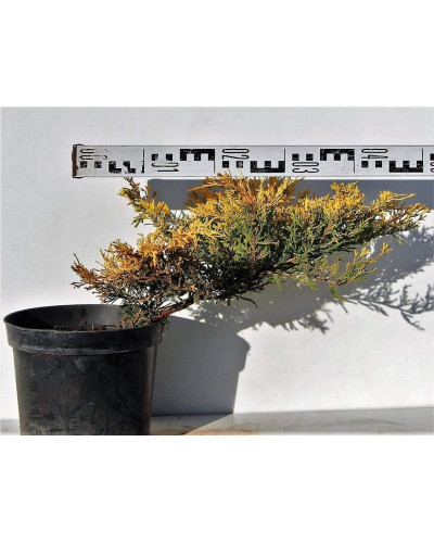 Ялівець горизонтальний Лаймглоу | Juniperus horizontalis Limeglow | Можжевельник горизонтальный Лаймглоу