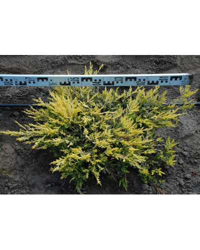Ялівець горизонтальний Лаймглоу | Juniperus horizontalis Limeglow | Можжевельник горизонтальный Лаймглоу