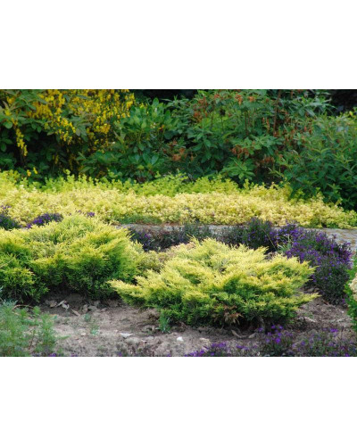 Ялівець горизонтальний Лаймглоу | Juniperus horizontalis Limeglow | Можжевельник горизонтальный Лаймглоу