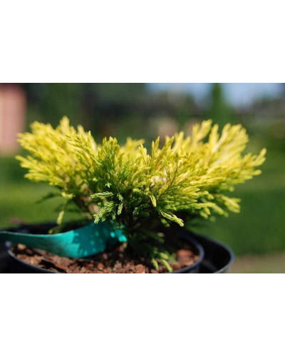 Ялівець горизонтальний Лаймглоу | Juniperus horizontalis Limeglow | Можжевельник горизонтальный Лаймглоу