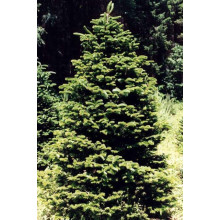 Ялиця Фразера | Пихта Фразера | Abies fraseri