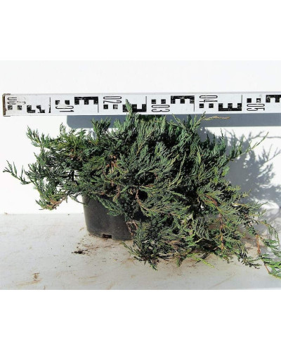Ялівець горизонтальний Джейд Рівер | Juniperus horizontalis Jade River | Можжевельник горизонтальный Джейд Ривер