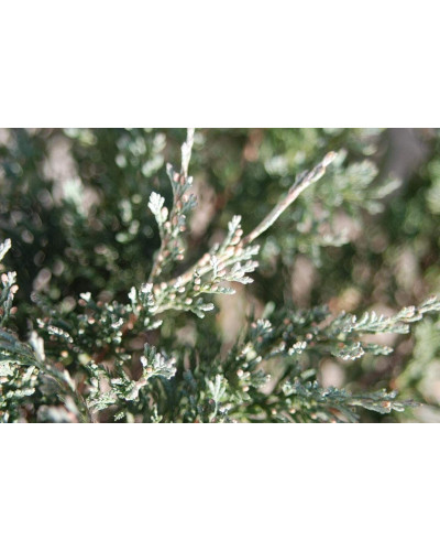 Ялівець горизонтальний Джейд Рівер | Juniperus horizontalis Jade River | Можжевельник горизонтальный Джейд Ривер