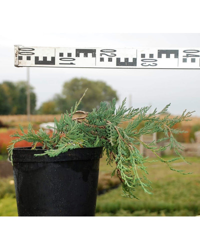 Ялівець горизонтальний Джейд Рівер | Juniperus horizontalis Jade River | Можжевельник горизонтальный Джейд Ривер