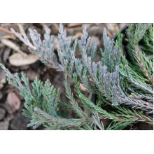 Ялівець горизонтальний Джейд Рівер | Juniperus horizontalis Jade River | Можжевельник горизонтальный Джейд Ривер