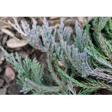Ялівець горизонтальний Джейд Рівер | Juniperus horizontalis Jade River | Можжевельник горизонтальный Джейд Ривер