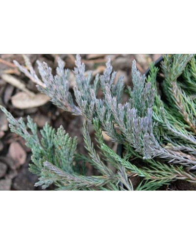 Ялівець горизонтальний Джейд Рівер | Juniperus horizontalis Jade River | Можжевельник горизонтальный Джейд Ривер