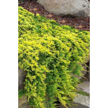 Ялівець горизонтальний Голден Карпет | Juniperus horizontalis Golden Carpet | Можжевельник горизонтальный Голден Карпет