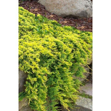 Ялівець горизонтальний Голден Карпет | Juniperus horizontalis Golden Carpet | Можжевельник горизонтальный Голден Карпет