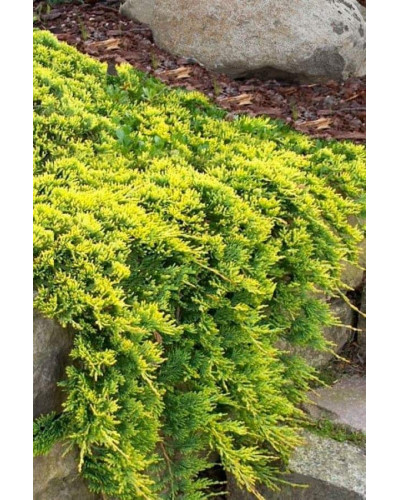 Ялівець горизонтальний Голден Карпет | Juniperus horizontalis Golden Carpet | Можжевельник горизонтальный Голден Карпет