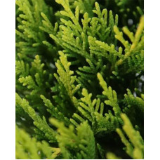 Ялівець горизонтальний Голден Карпет | Juniperus horizontalis Golden Carpet | Можжевельник горизонтальный Голден Карпет