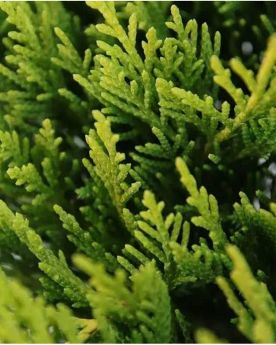 Ялівець горизонтальний Голден Карпет | Juniperus horizontalis Golden Carpet | Можжевельник горизонтальный Голден Карпет