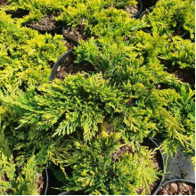Ялівець горизонтальний Голден Карпет | Juniperus horizontalis Golden Carpet | Можжевельник горизонтальный Голден Карпет