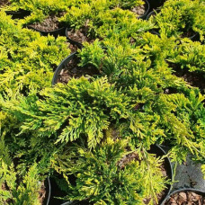 Ялівець горизонтальний Голден Карпет | Juniperus horizontalis Golden Carpet | Можжевельник горизонтальный Голден Карпет