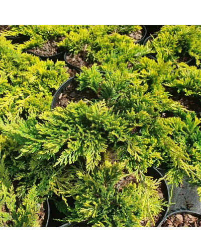 Ялівець горизонтальний Голден Карпет | Juniperus horizontalis Golden Carpet | Можжевельник горизонтальный Голден Карпет