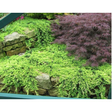 Ялівець горизонтальний Голден Карпет | Juniperus horizontalis Golden Carpet | Можжевельник горизонтальный Голден Карпет