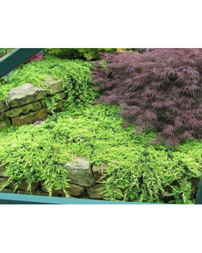 Ялівець горизонтальний Голден Карпет | Juniperus horizontalis Golden Carpet | Можжевельник горизонтальный Голден Карпет