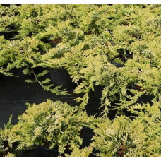 Ялівець горизонтальний Голден Карпет | Juniperus horizontalis Golden Carpet | Можжевельник горизонтальный Голден Карпет
