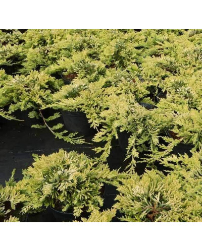 Ялівець горизонтальний Голден Карпет | Juniperus horizontalis Golden Carpet | Можжевельник горизонтальный Голден Карпет